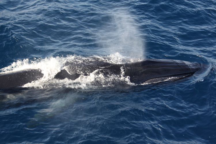 Rice's whale Photographer: NOAA Fisheries (Permit #14450)
