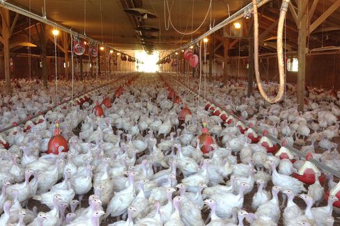 Poultry Industry in Minnesota