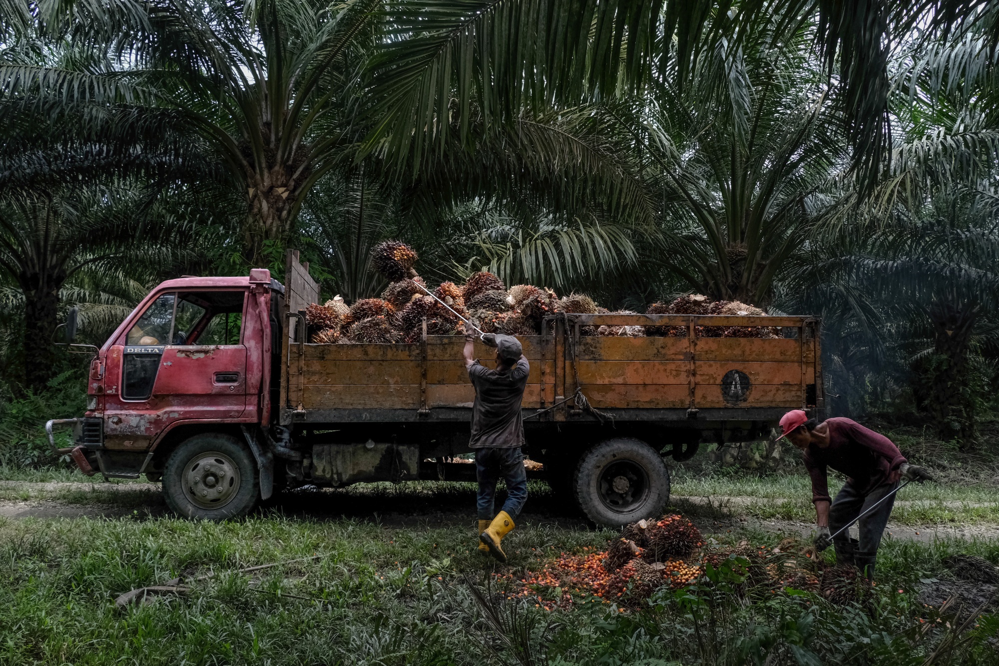 Oil palm trees require a steady diet of nutrients and minerals. Malnourished trees produce less, which leads to lower oil extraction rates.