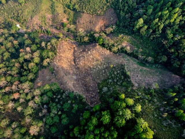 A plot of land has been deforested to make way for crops at a farm near Subirana.