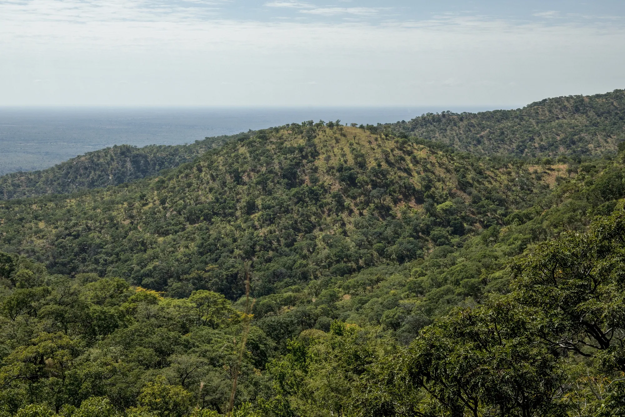 Dubai-Based Blue Carbon Signs MOU With Zimbabwe on Carbon Credits From ...