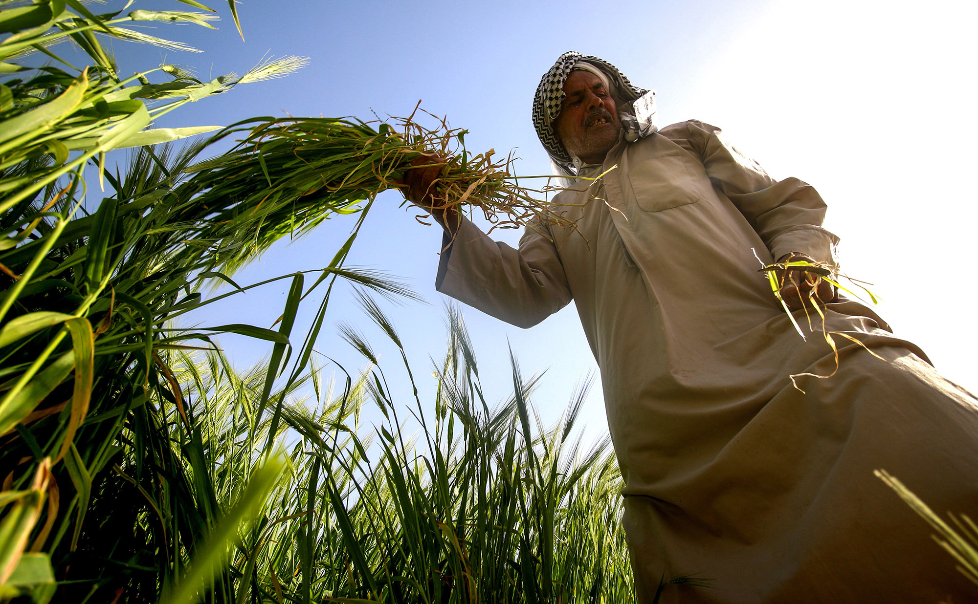 Barley harvest south of Baghdad.