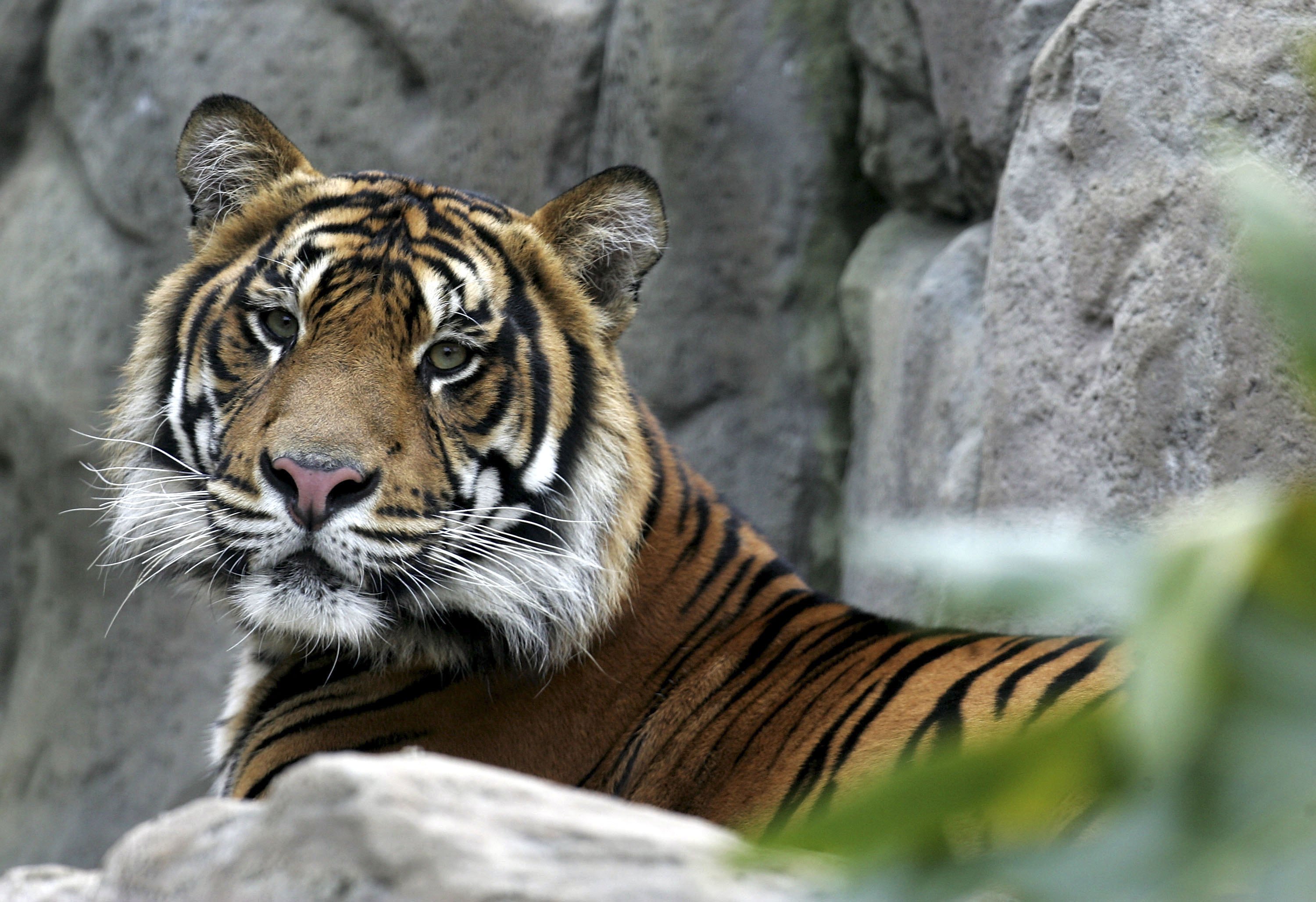 スマトラトラが殺されバラバラに 地元動物園を英動物学会が非難 Bloomberg