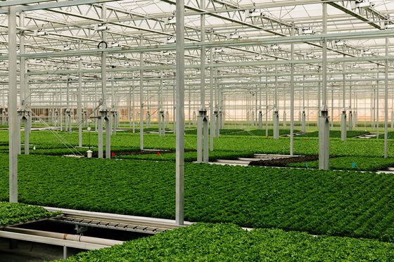 Pricey Greens From Indoor Farms Are Thriving in the Covid Era