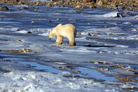 RF polar bear climate arctic