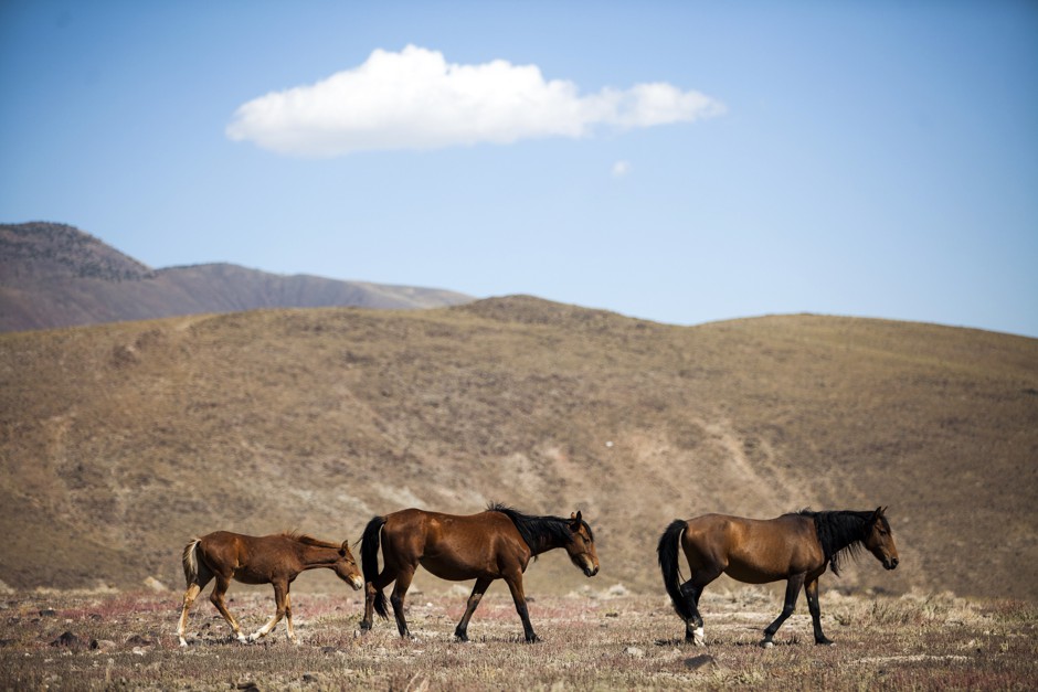 Wild horses walk near the site of the Tahoe Reno Industrial Center in Nevada's Storey County. The Tesla Gigafactory 1 opened there in 2016. Innovation is closely tied to the presence of the creative class, in urban and rural areas.