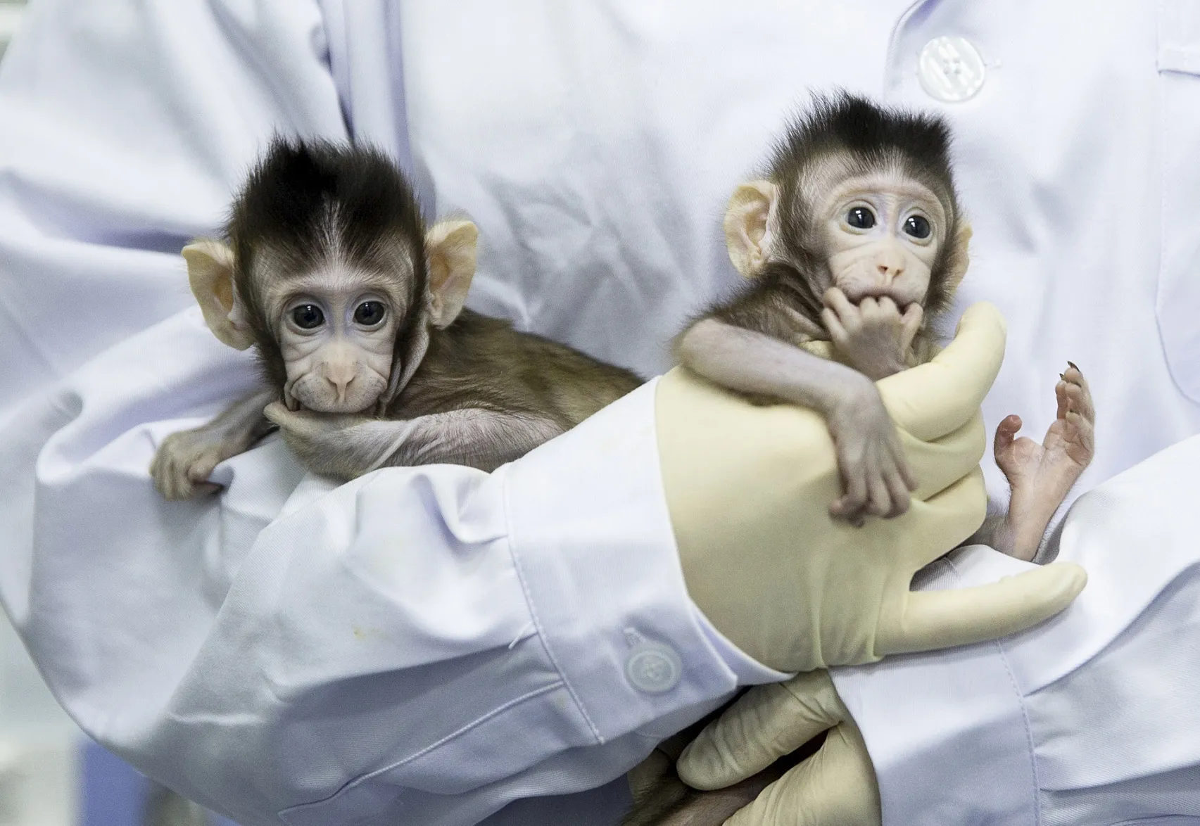 CHINA-BEIJING-CLONED MACAQUES-SUCCESS (CN)