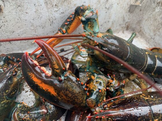 Coronavirus in Maine: Lobster Industry Hit Hard Despite Few Cases