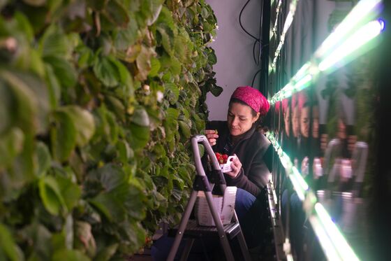 ‘Made in Quebec’ Strawberries Offer Hope for Food Autonomy
