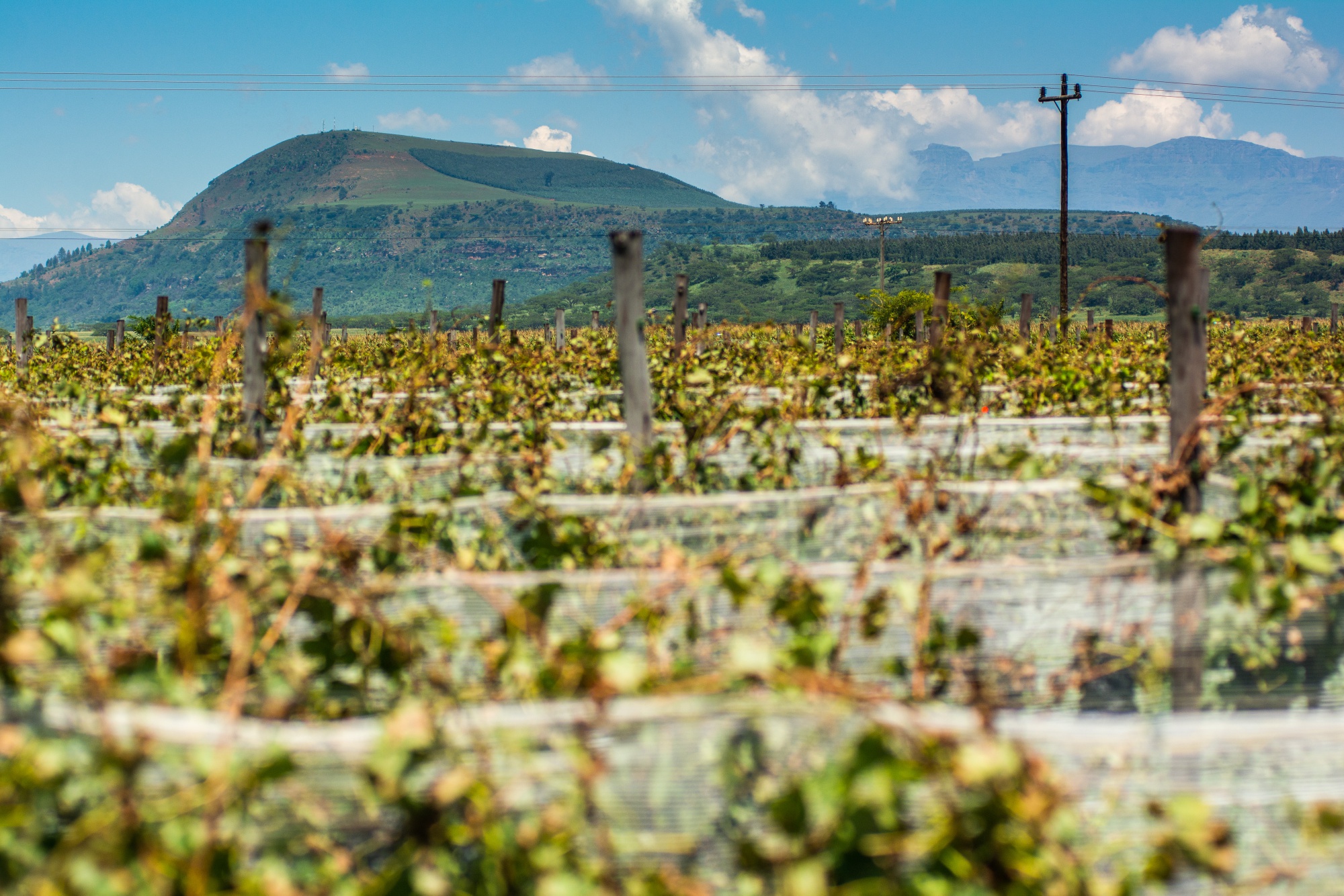 The Central Drakensberg mountain range stands behind Cathedral Peak Wine Estate in South Africa.