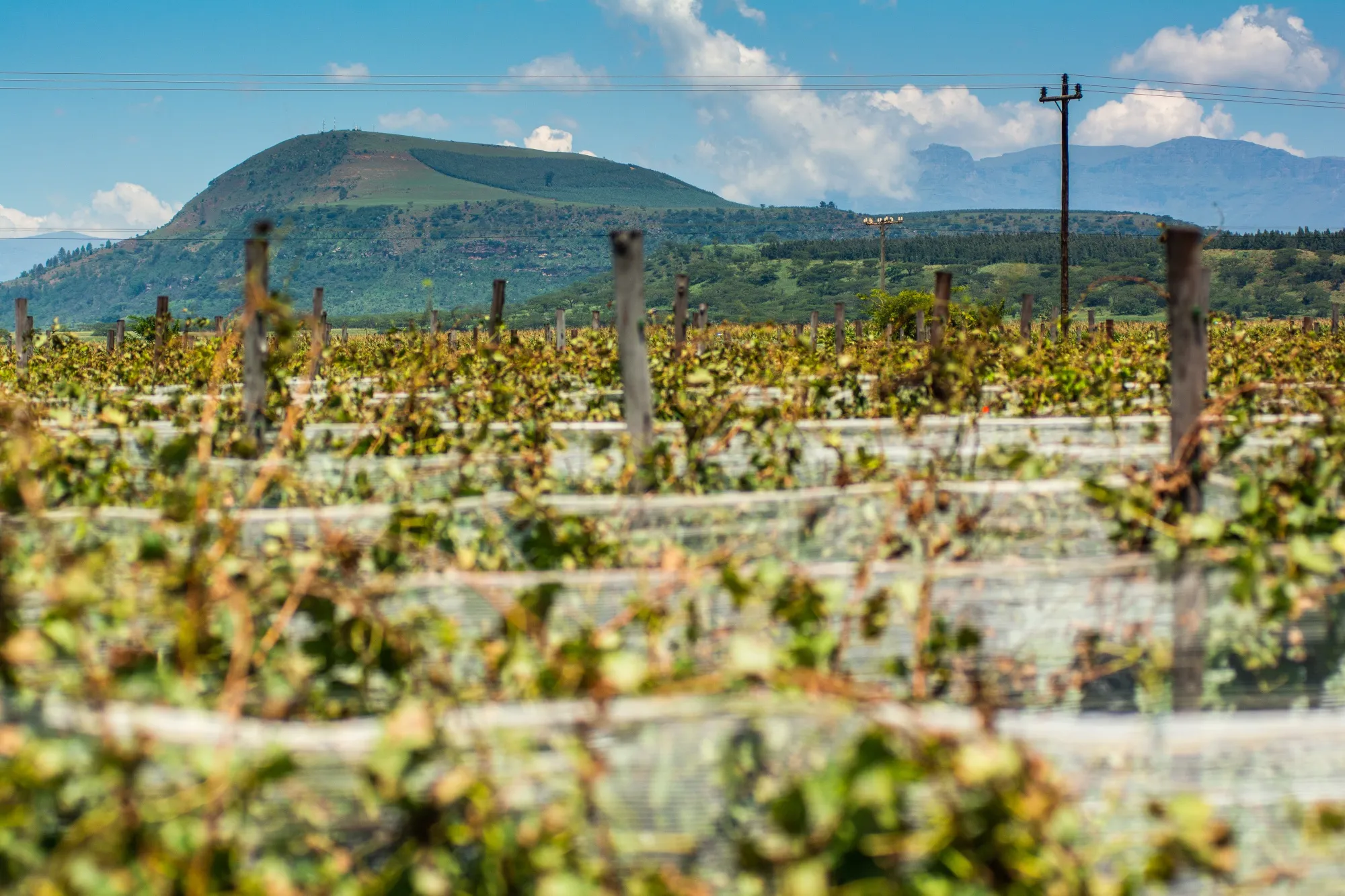 The Central Drakensberg mountain range stands behind Cathedral Peak Wine Estate in South Africa.