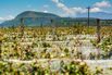 SAGAWINE