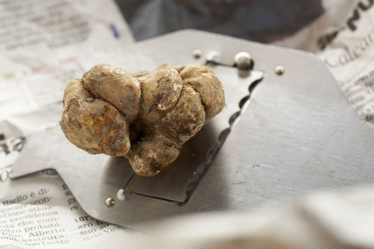 Truffle Prices Double to 3,200 a Pound Bloomberg