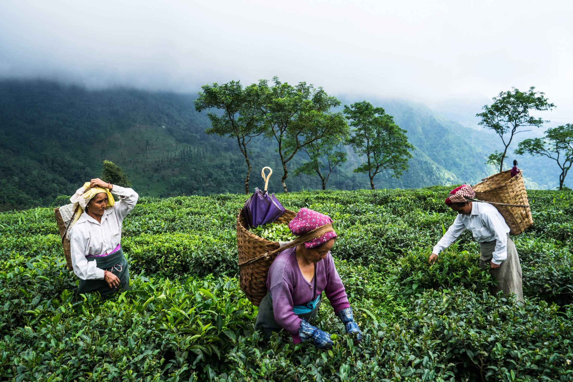 Disruptors Pour In To India's Tea Market - Bloomberg