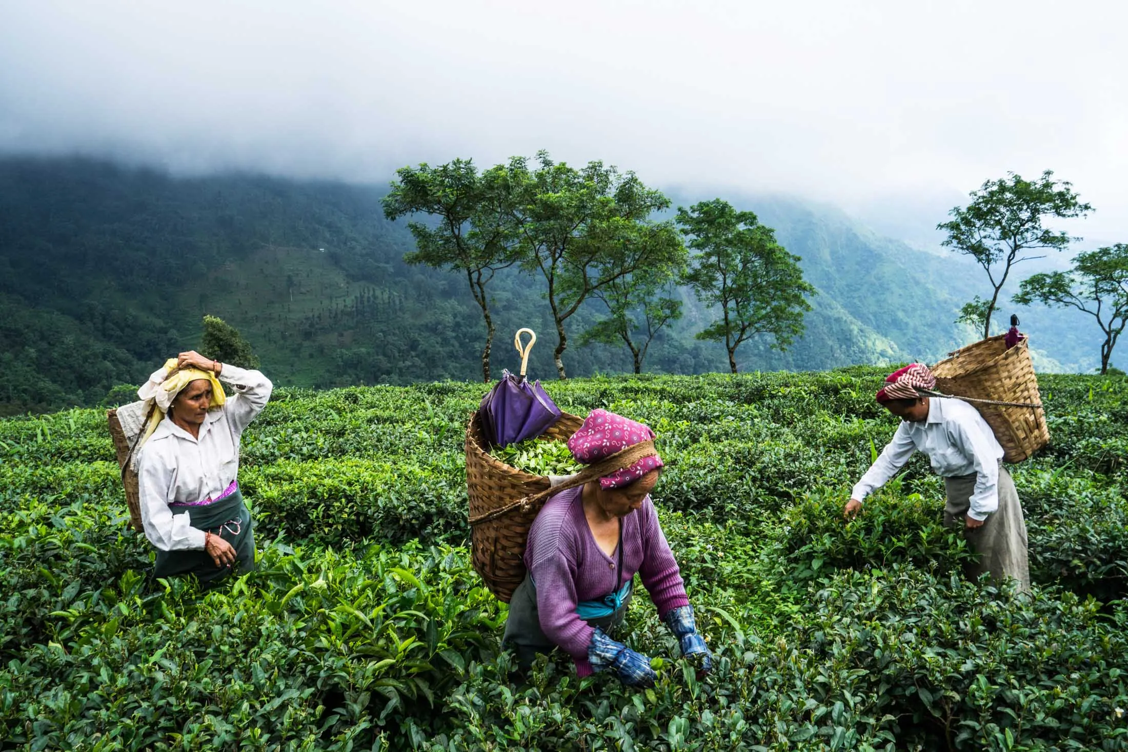 Production At The Makaibari Tea Estate As It Becomes Most Expensive Tea In India