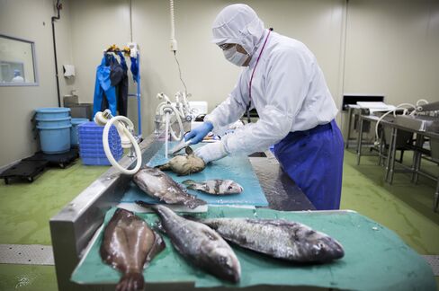 鮮魚加工センターで魚を処理