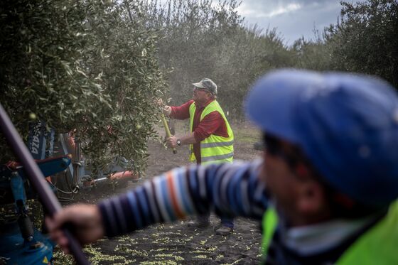 Olive Oil Makers Want to Go Gourmet, But Shoppers Aren’t Buying