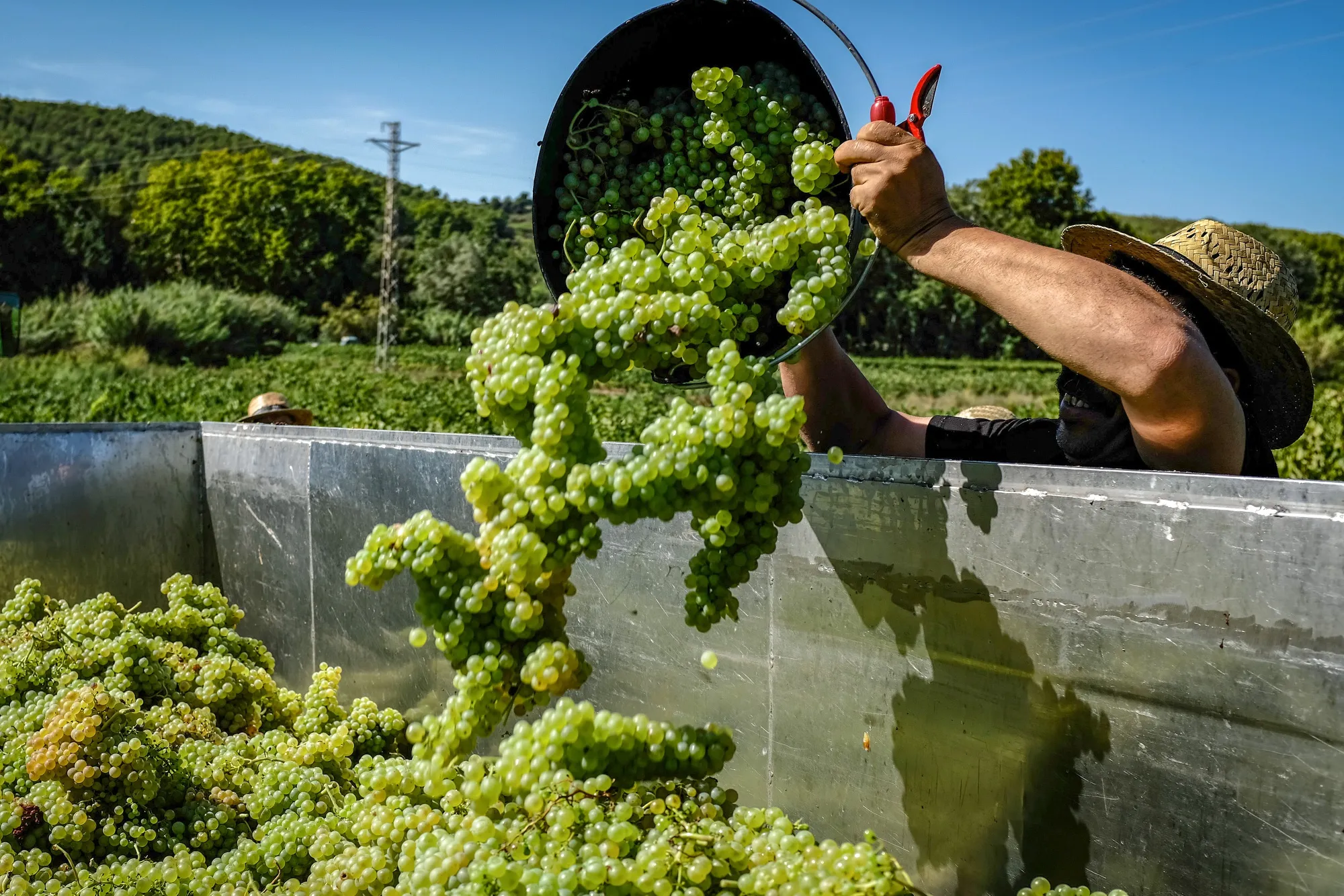 Grape Harvest And Wine Production In Spain's Cava Region