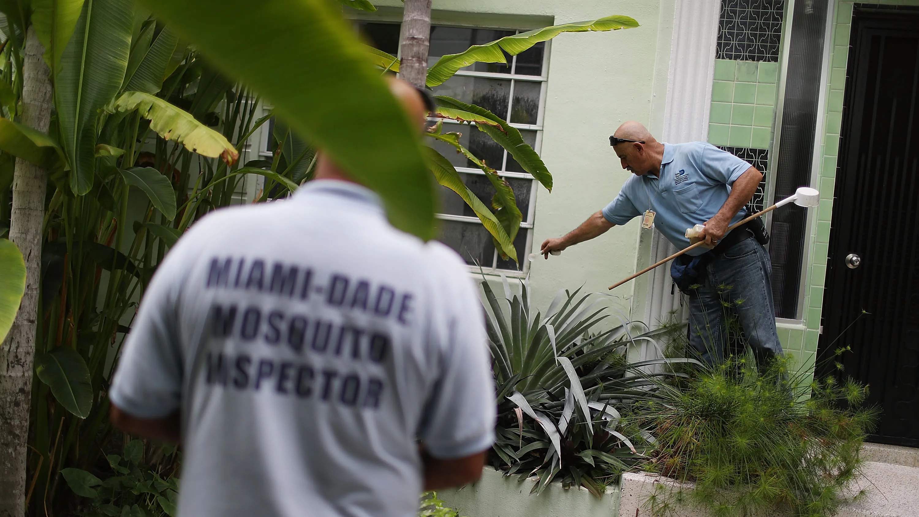 Carlos Varas, a Miami-Dade County mosquito control inspector, uses larvicide granules on plants where water has pooled on Aug. 24, 2016, in Miami Beach, Florida.
