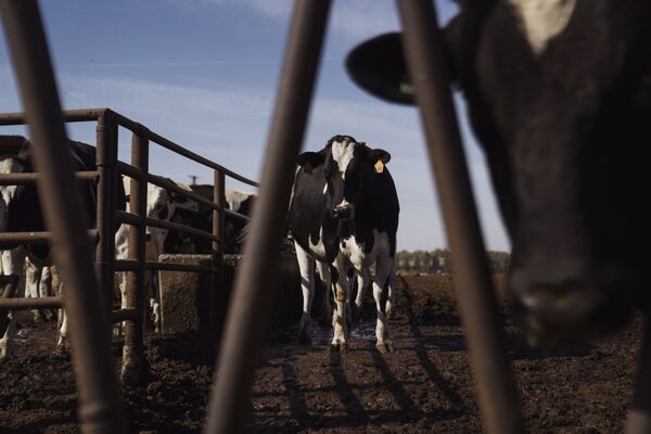 Extreme Heat Is Stressing Cows, Imperiling Global Dairy Supply
