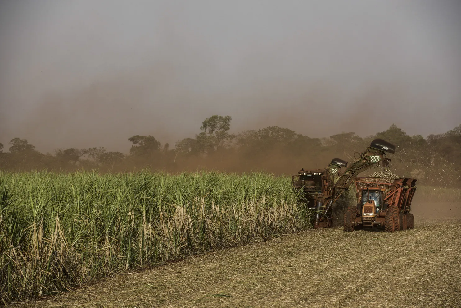 Sugarcane is harvested at a farm in Sertaozinho, Brazil.