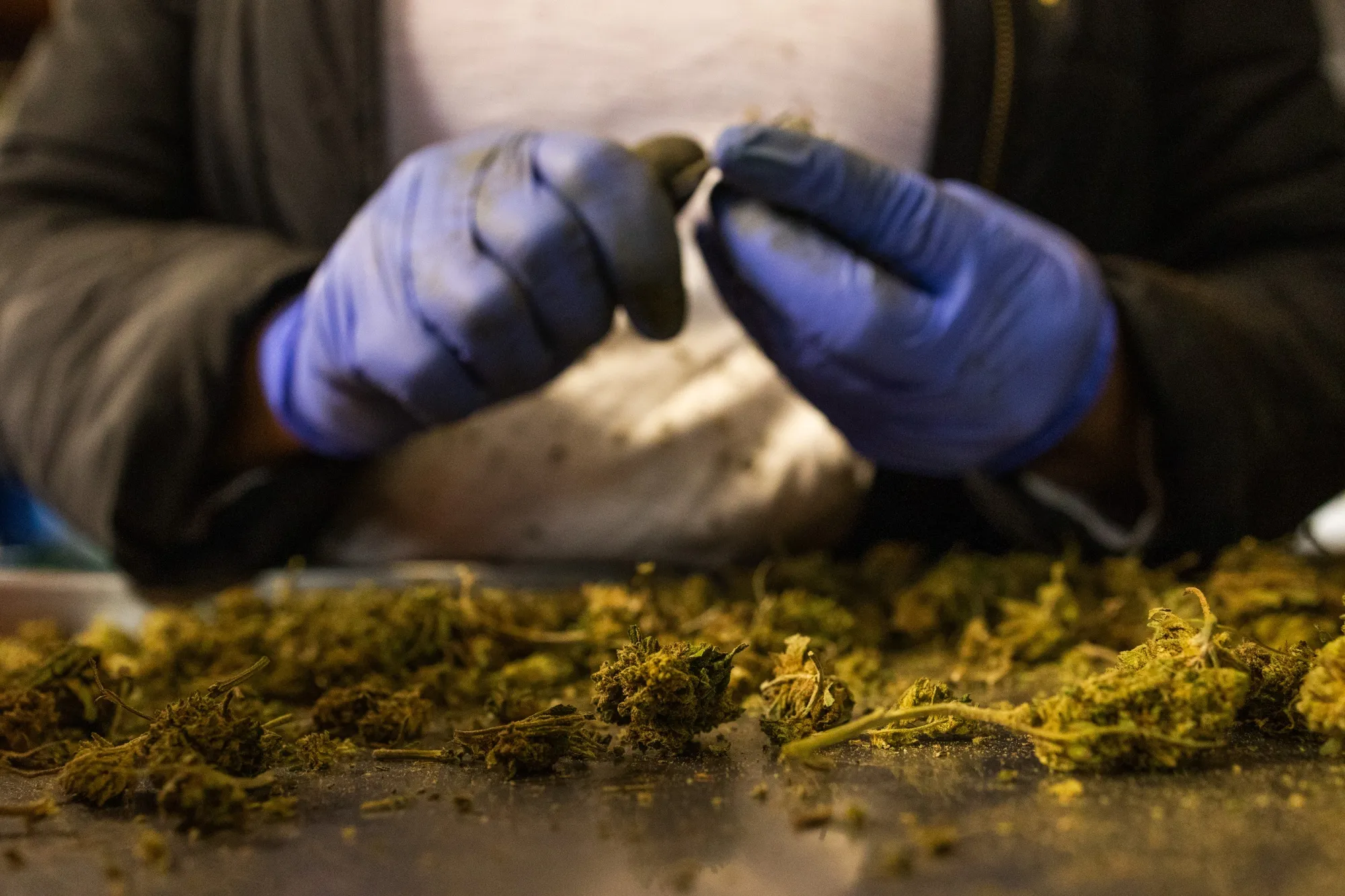 A Hemp Farm As New York Gets Closer To Legalizing Recreational Marijuana