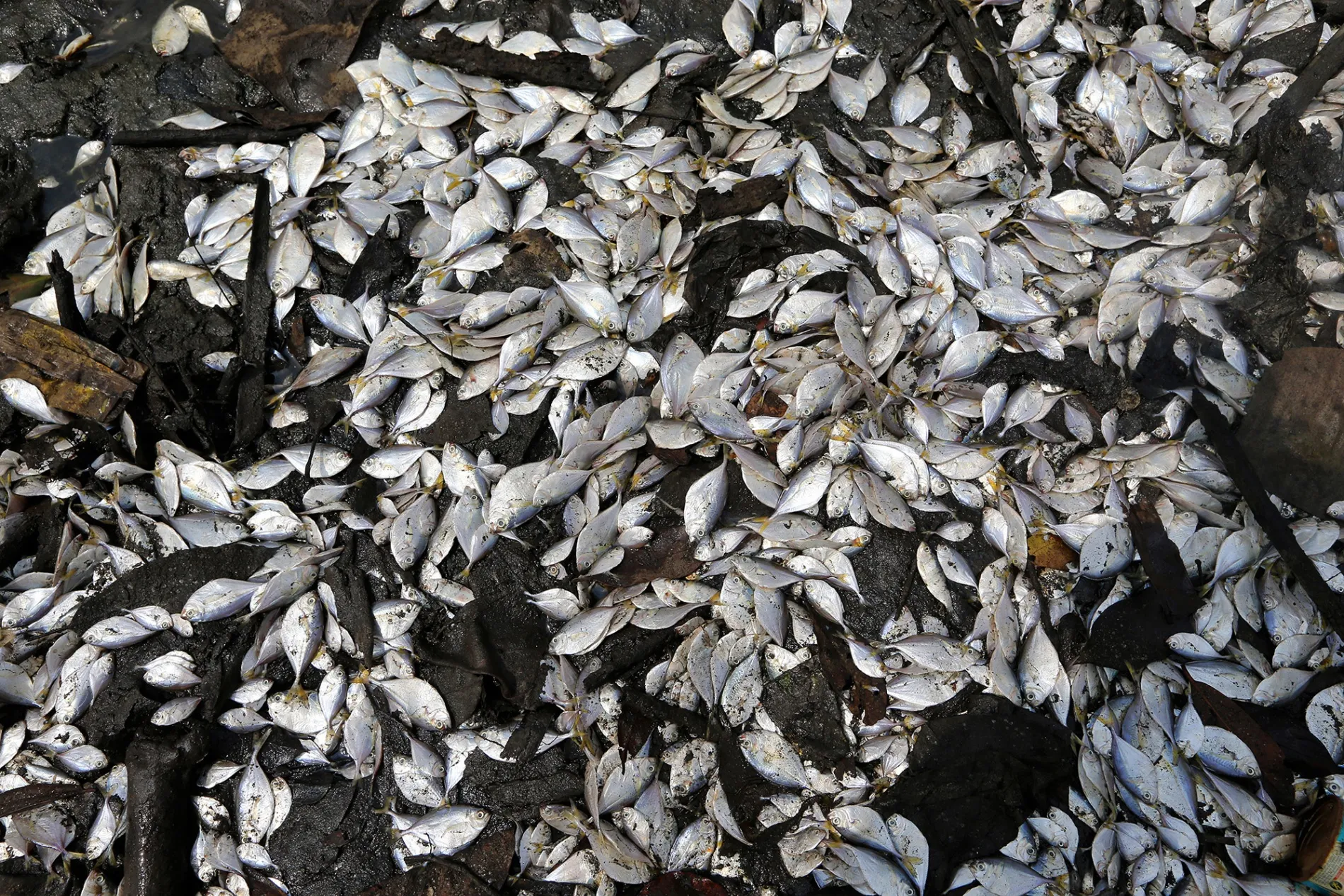 Local Economy And Oil Pollution In The Niger Delta