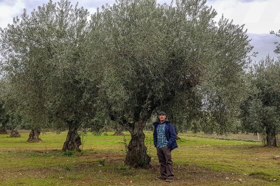 Olive Oil Makers Want to Go Gourmet, But Shoppers Aren’t Buying