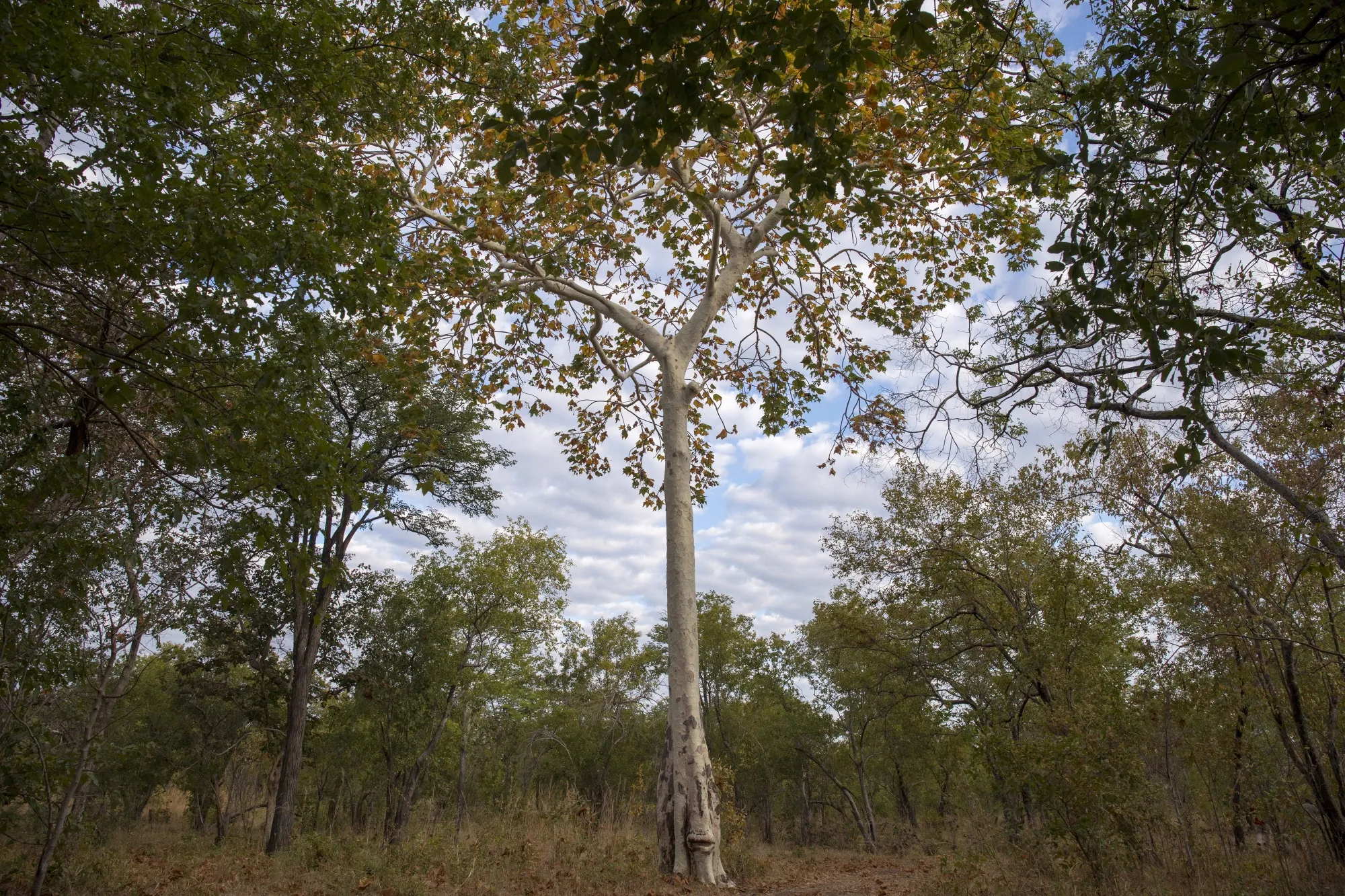 Trees preserved in a forest conservation project in Mbire, Zimbabwe.