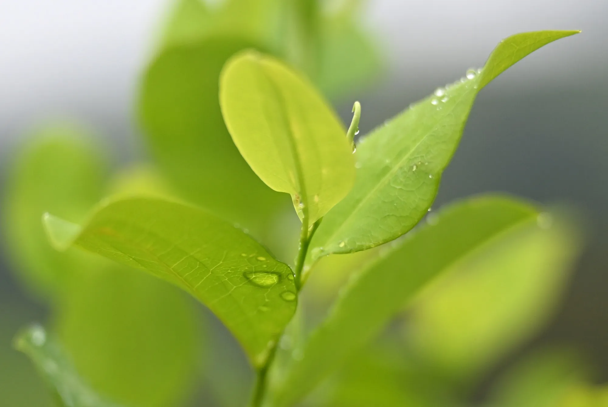 direct plant pcr kit Plant Seed Direct PCR Kit II-UNG | Rapid Efficient Plant Seed Direct PCR Kit main image 1