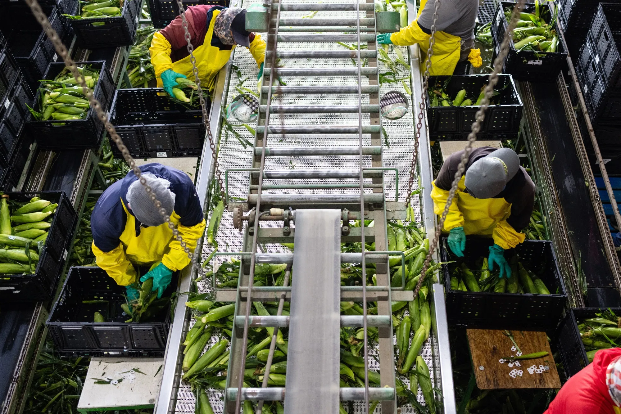 Workers pack corn at a farm in Wapato, Washington, US.