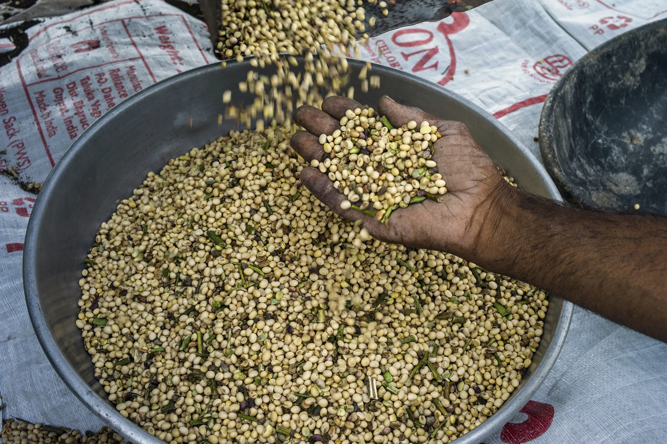 A farmer holds a handful of threshed soybeans as they are collected in a bowl during a crop harvest at a farm in the district of Burhanpur, Madhya Pradesh, India.
