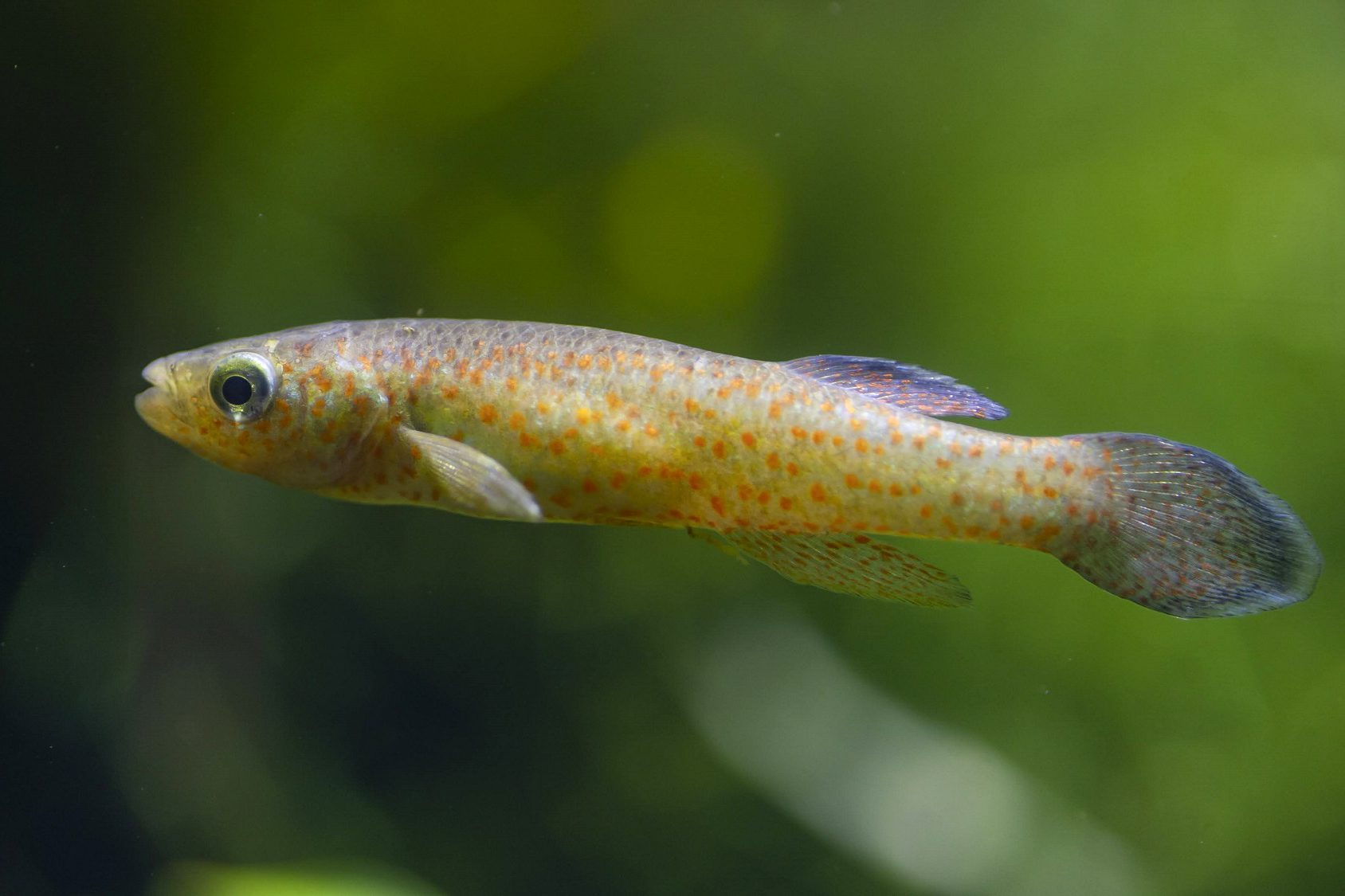 Tiny Tennessee Fish Protected, But US Has Yet to Say Where - Bloomberg