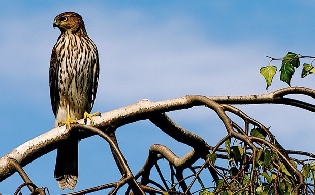 Backyard Hawks: Coops and Sharpies - Loudoun Wildlife Conservancy