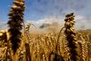 Germany Wheat Harvest As Bad Weather and War Are Straining the World's Wheat Supply