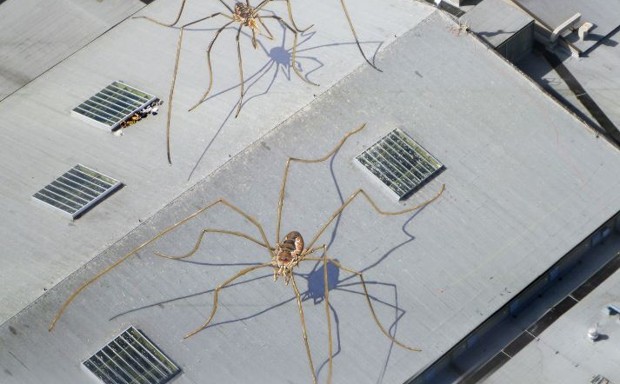The Urban Environment Is Creating Super-Sized Spiders - Bloomberg