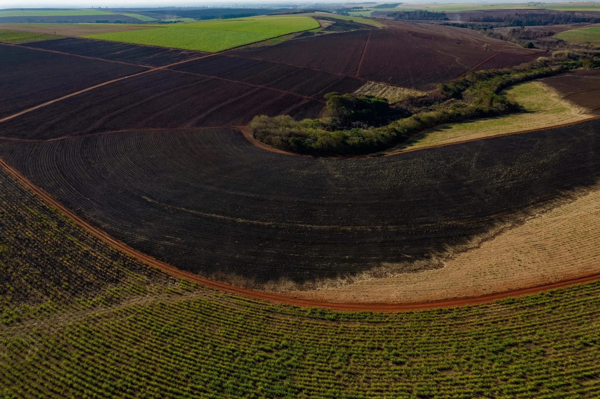 Clima extremo ameaça elevar preços globais de alimentos de novo Bloomberg