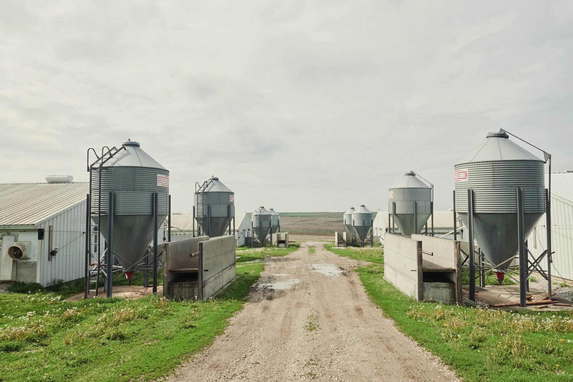 A Hog Farm As Pork Prices Increase Amid Meat Industry Changes From Coronavirus