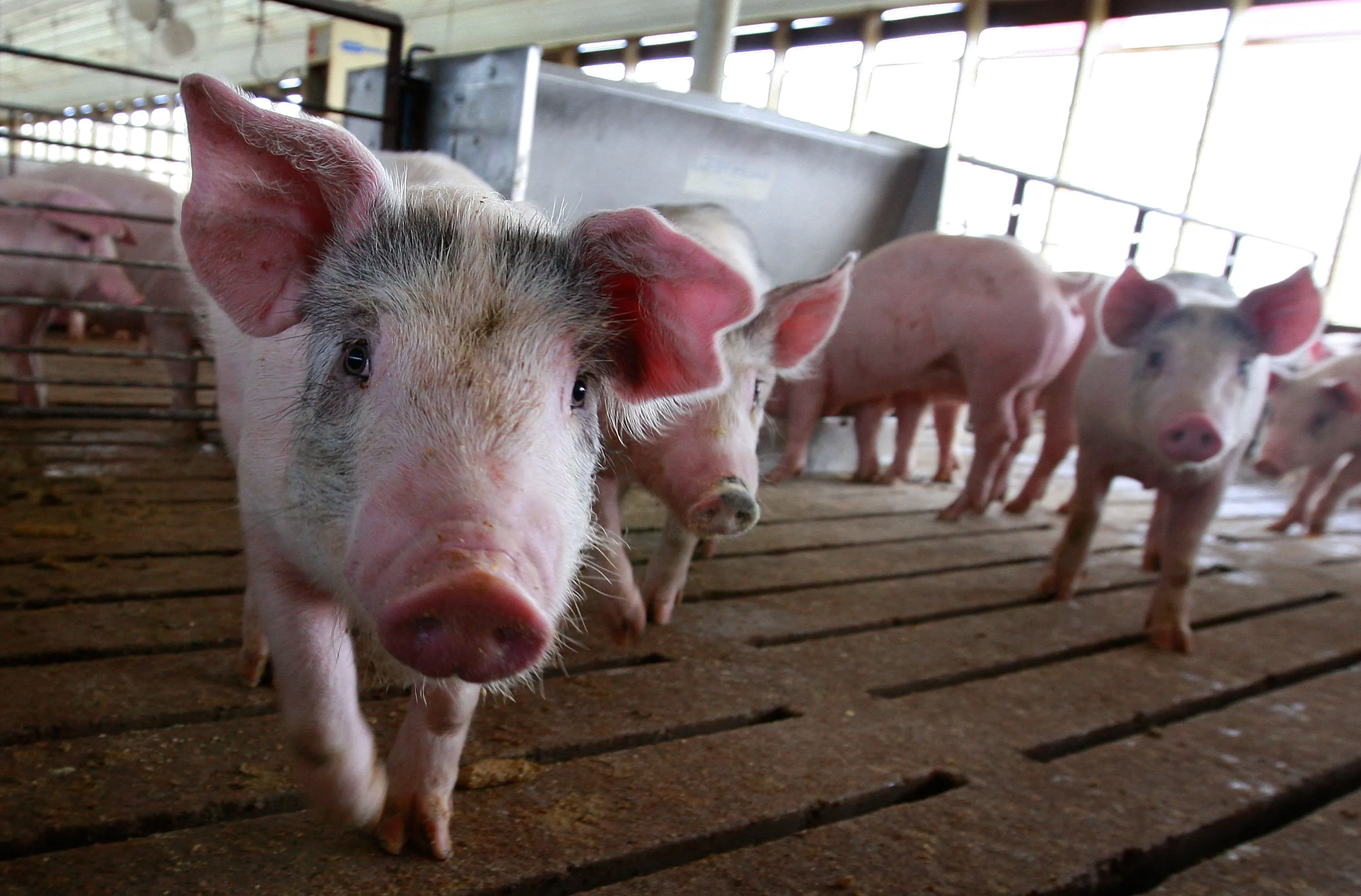 Pigs are a lot like humans, from the flu's point of view.