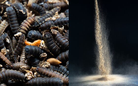 Coming Soon: Faux-Meat Burgers Made From Maggots and Mealworms