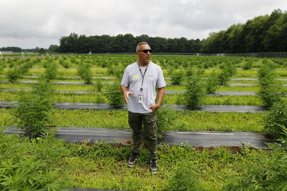 Asparagus Makes Way for Weed in Canada’s Fields