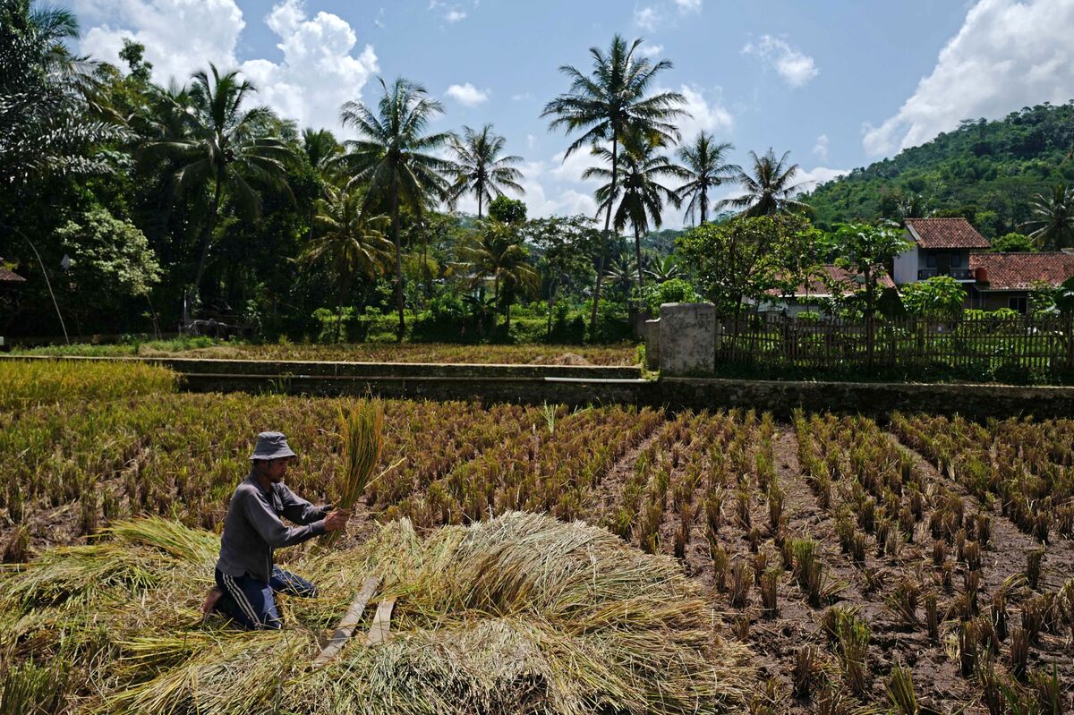 Indonesia Adds $1 Billion in Rice Aid, Tax Breaks to Spur Growth