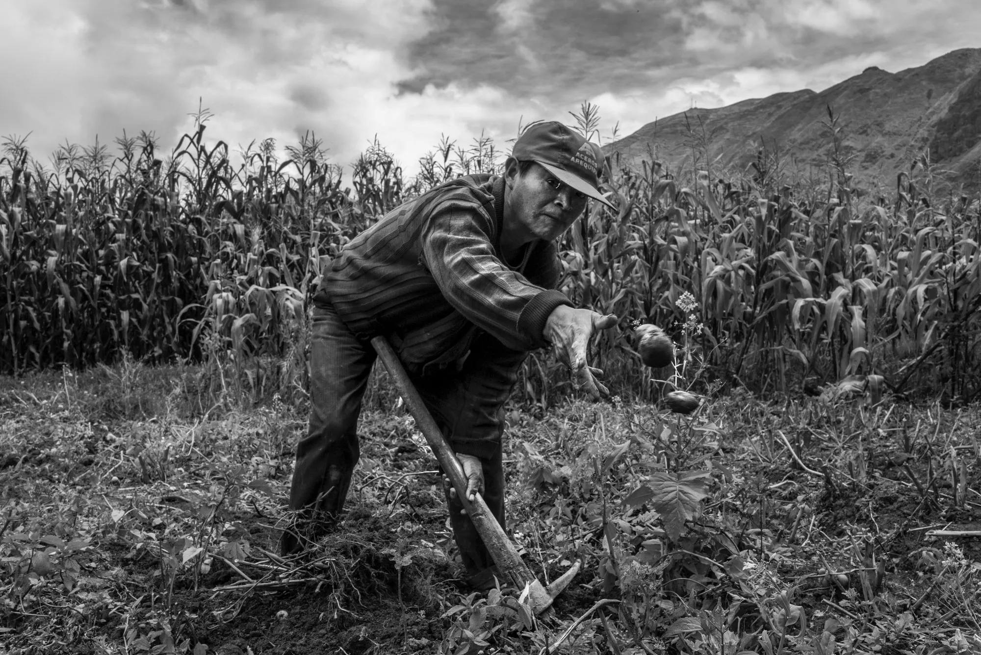 A black and white image of a worker harvesting a small potato field in Taray.