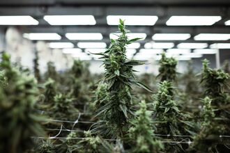 Inside The Aurora Cannabis River Facility