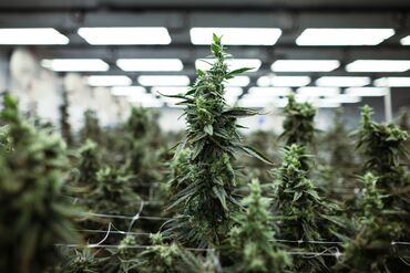 Inside The Aurora Cannabis River Facility