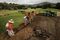 Workers dig fresh irrigation trenches at the North Ranch Country Club in Thousand Oaks, Calif., part of a $3.2 million turf-replacement project funded by the local water utility's public rebate program.
