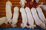 Three-week-old pigs stand in a nursery at the Paustian Enterprises farm in Walcott, Iowa, U.S.