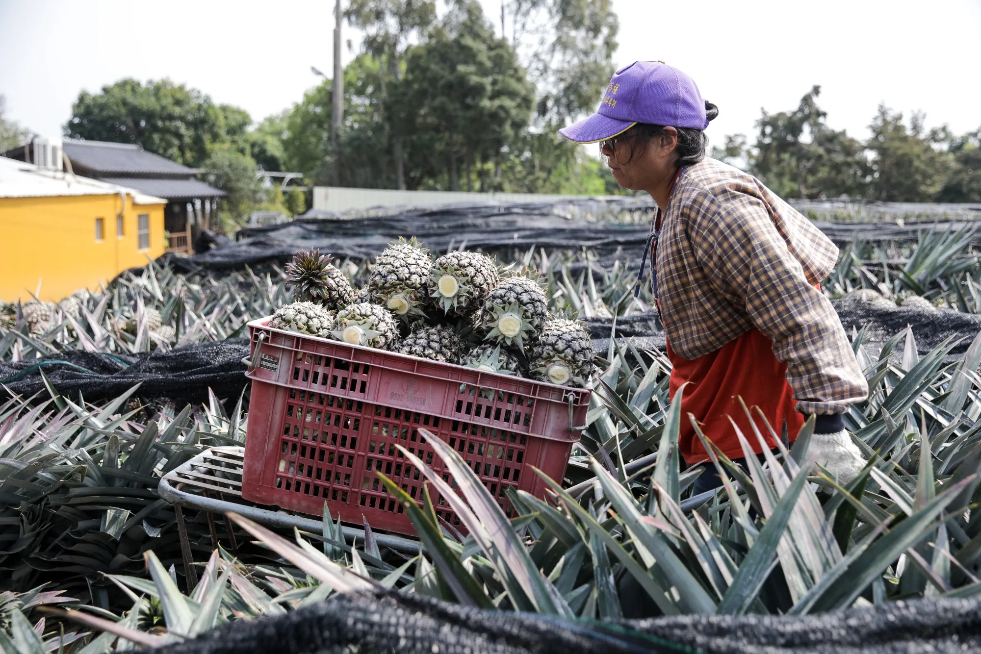 China Ends Tariff Exemptions on Some Taiwan Agricultural Imports 