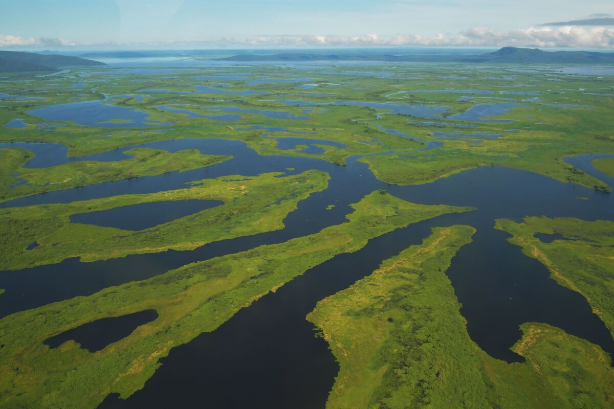 A Fifth of the World’s SpeciesRich Wetlands Have Been Destroyed