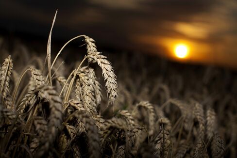 CME Group to ‘Assume Responsibility’ for Wheat-Delivery Error